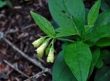 Symphytum tuberosum