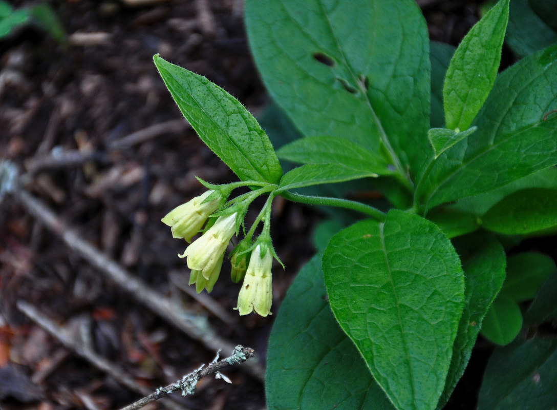 Изображение особи Symphytum tuberosum.