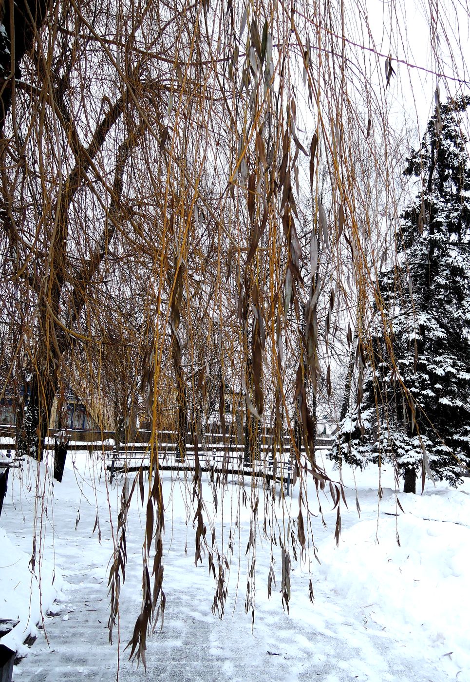 Image of Salix babylonica specimen.