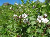 Geranium albiflorum. Верхушки цветущих женских растений. Казахстан, Центральный Алтай, окр. оз. Рахмановское, ≈ 1900 м н.у.м., разнотравный луг на склоне южн. экспозиции. 26 июня 2019 г.