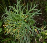 Aconitum barbatum