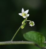 genus Solanum