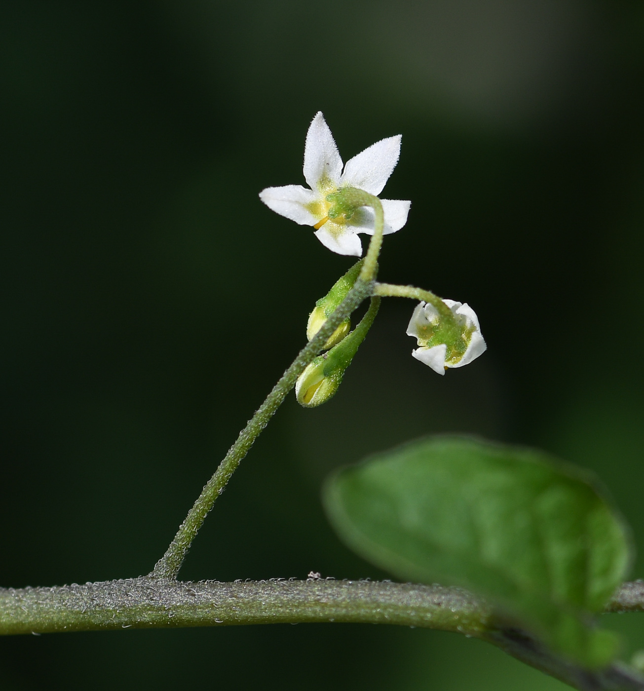 Изображение особи род Solanum.