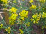 Medicago falcata