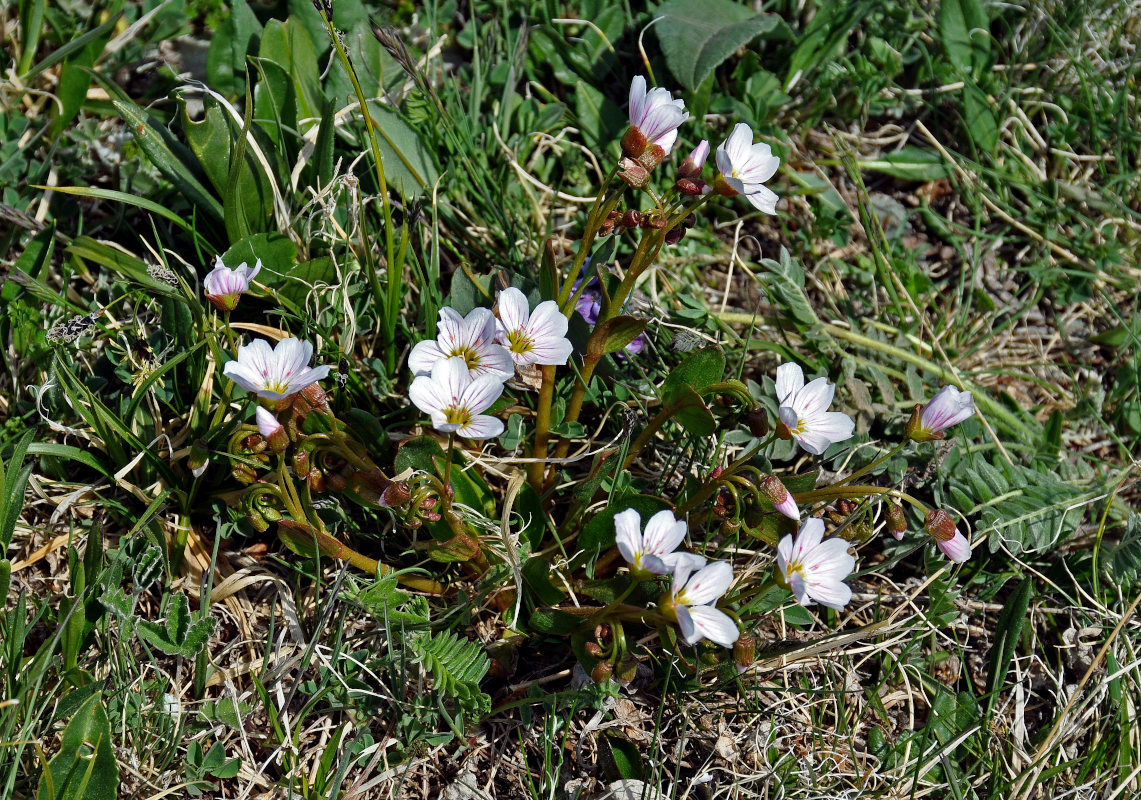 Image of Claytonia joanneana specimen.