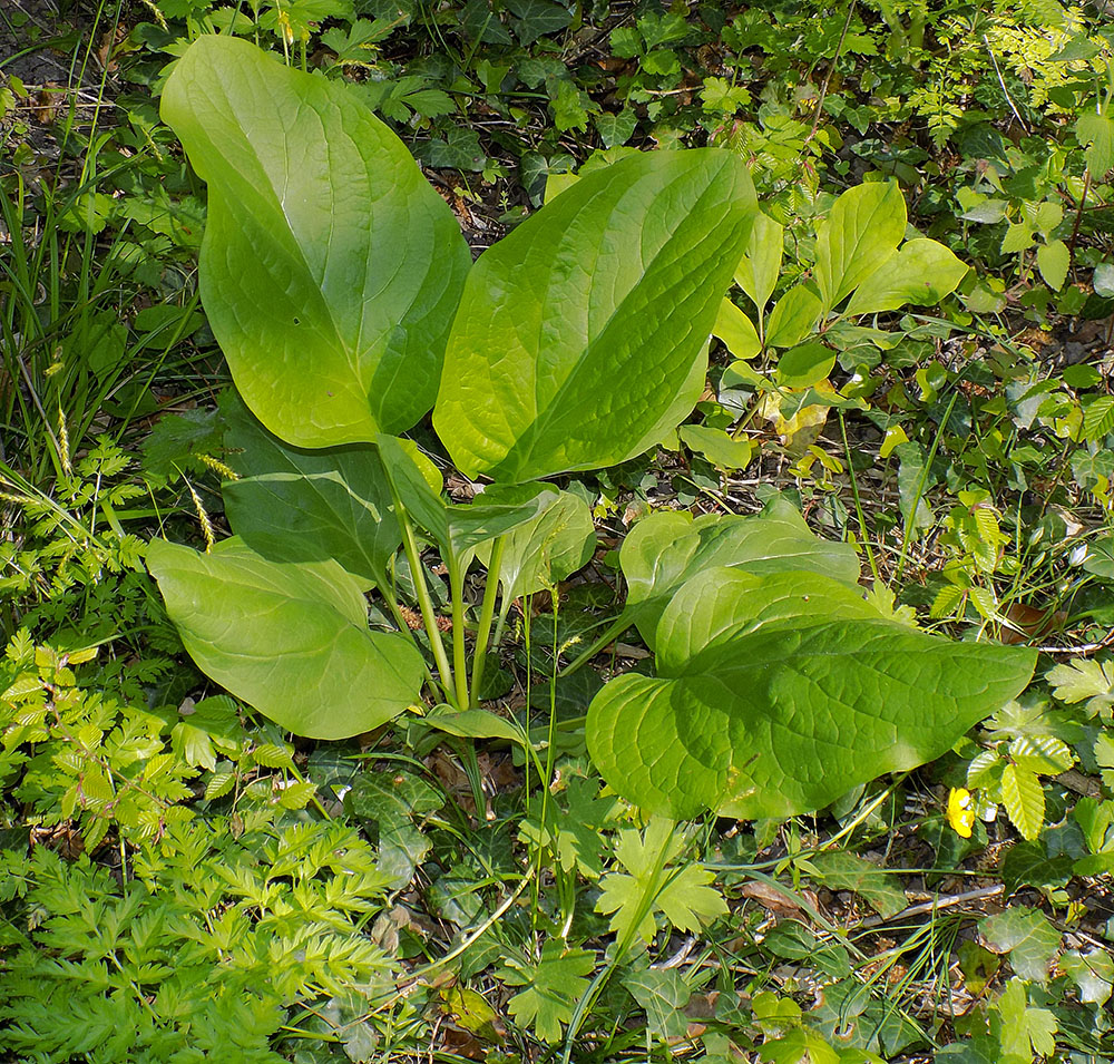 Image of Solenanthus biebersteinii specimen.