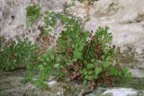 Adiantum capillus-veneris