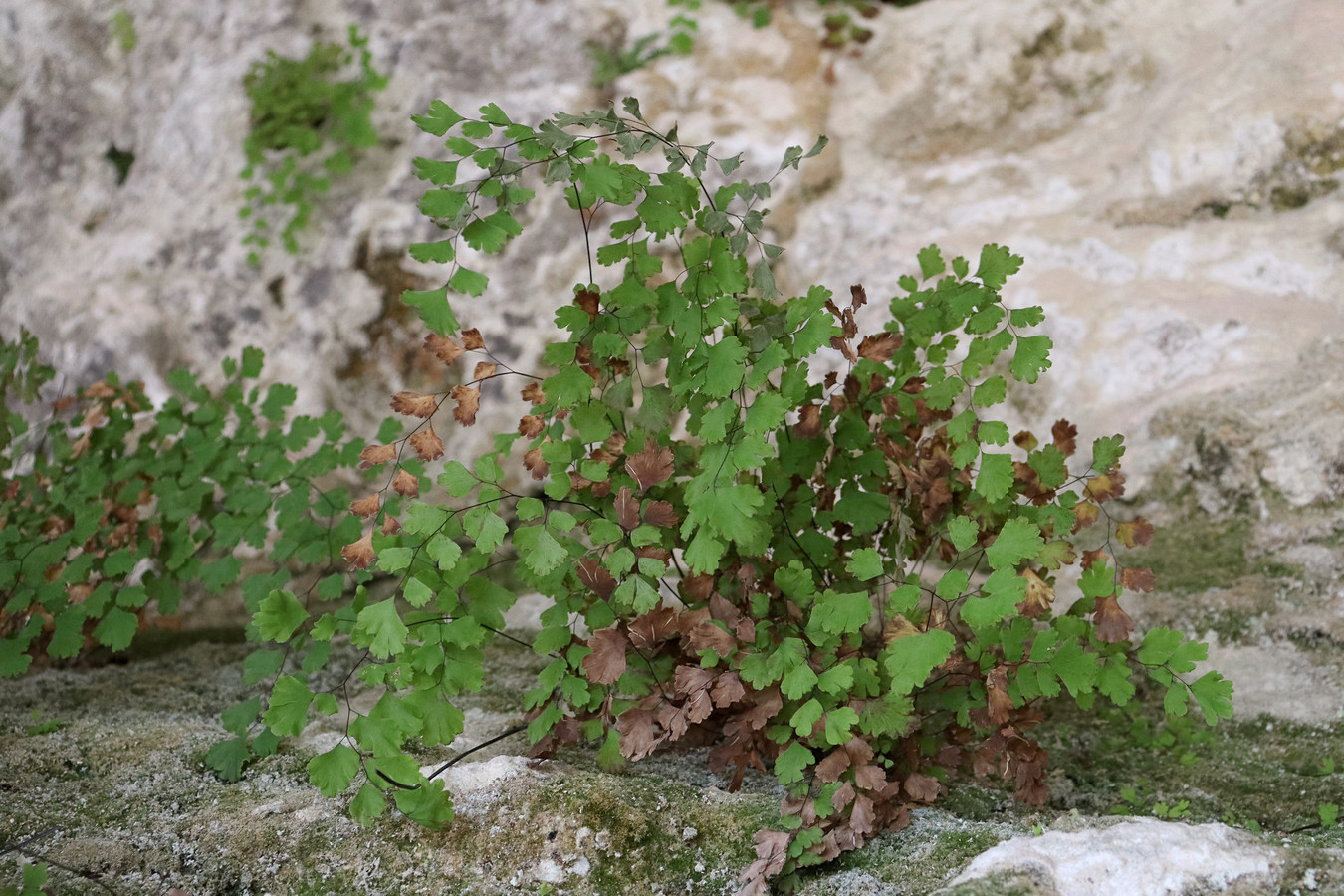 Изображение особи Adiantum capillus-veneris.