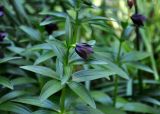 Fritillaria camschatcensis