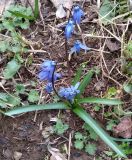 Scilla caucasica