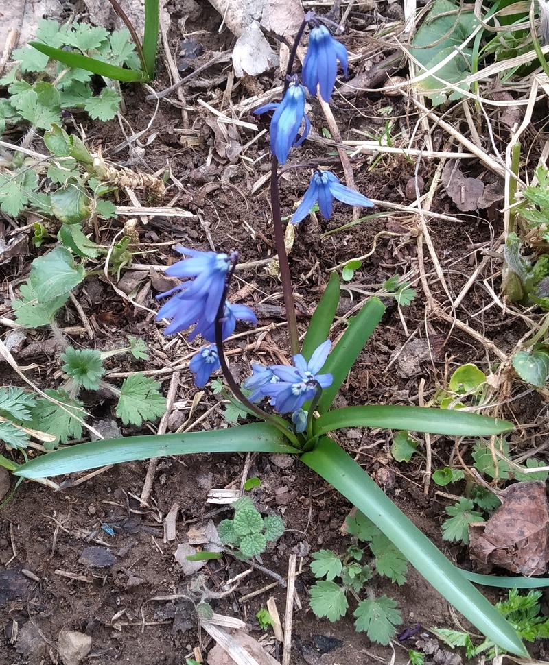 Изображение особи Scilla caucasica.