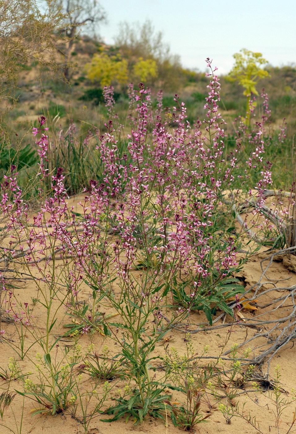 Изображение особи Strigosella grandiflora.