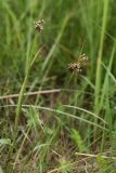 Luzula multiflora