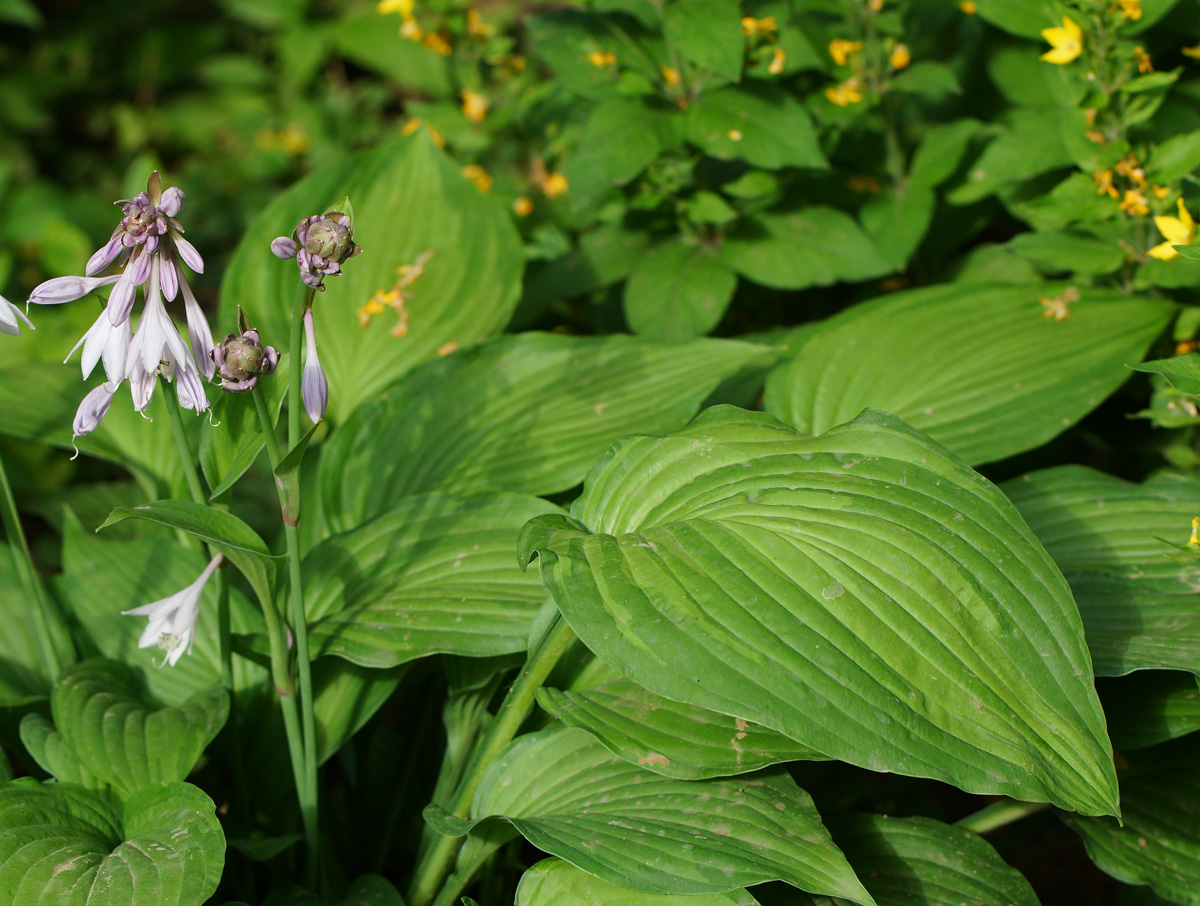 Изображение особи род Hosta.