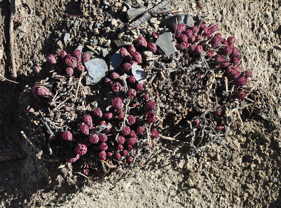 Image of Stellera chamaejasme specimen.