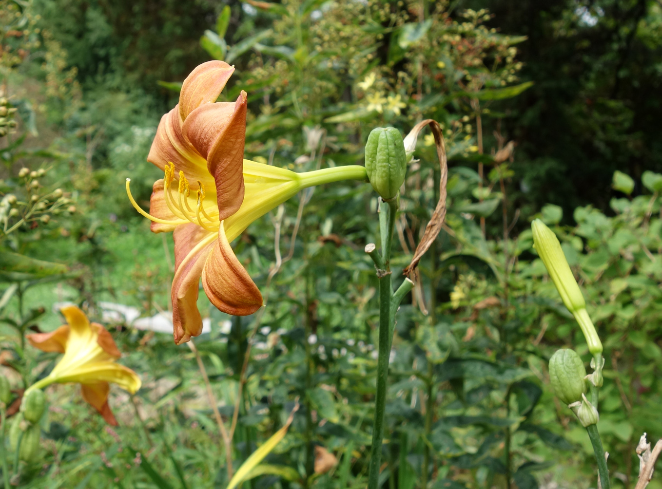 Image of Hemerocallis &times; hybrida specimen.