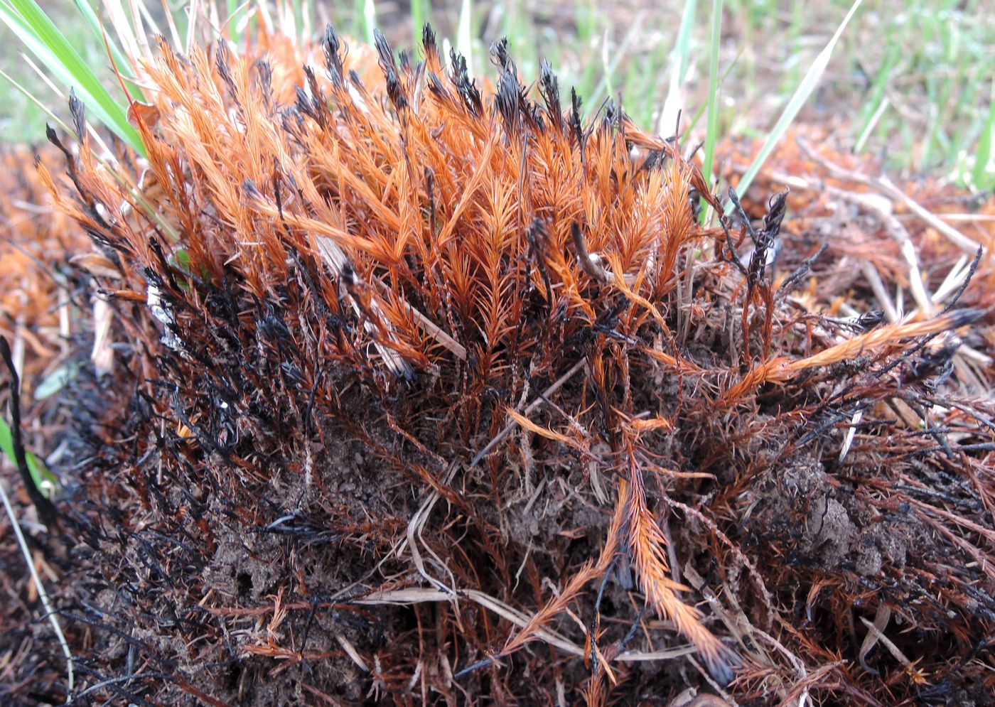 Изображение особи Polytrichum juniperinum.