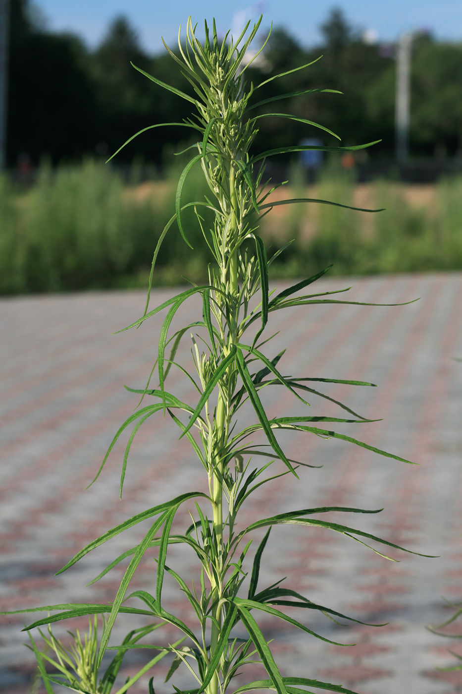 Image of Artemisia selengensis specimen.