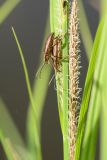 Carex acuta