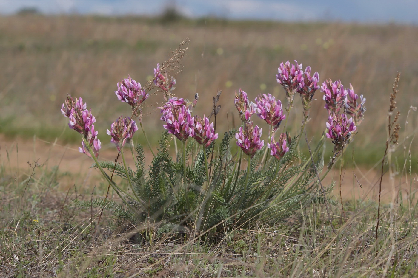 Изображение особи Oxytropis myriophylla.