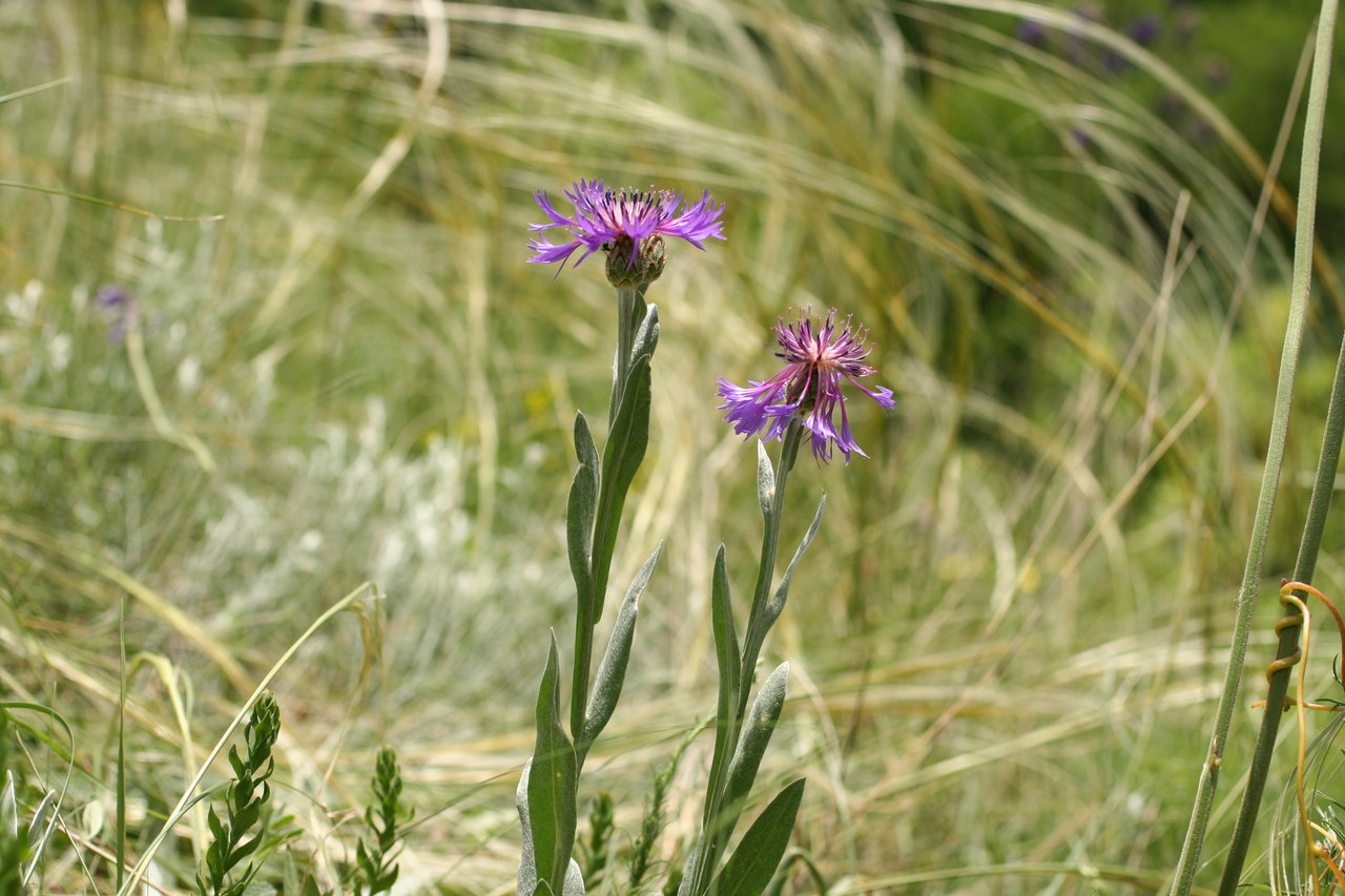 Изображение особи Centaurea angelescui.