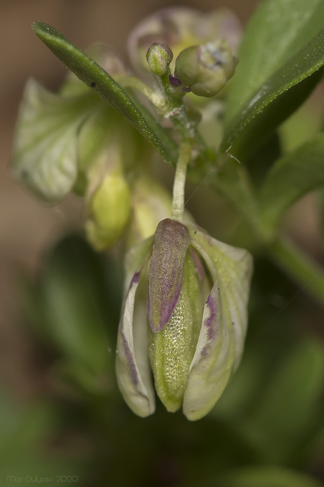 Изображение особи Polygala supina.