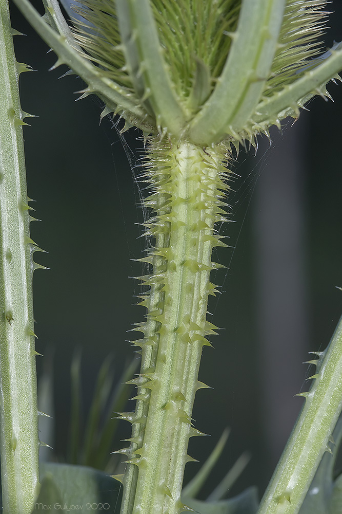 Изображение особи Dipsacus laciniatus.