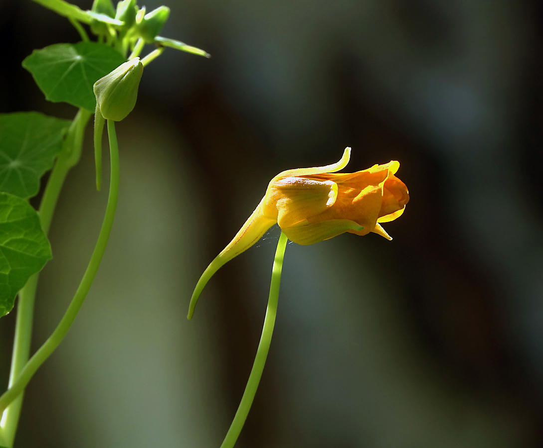 Изображение особи Tropaeolum majus.