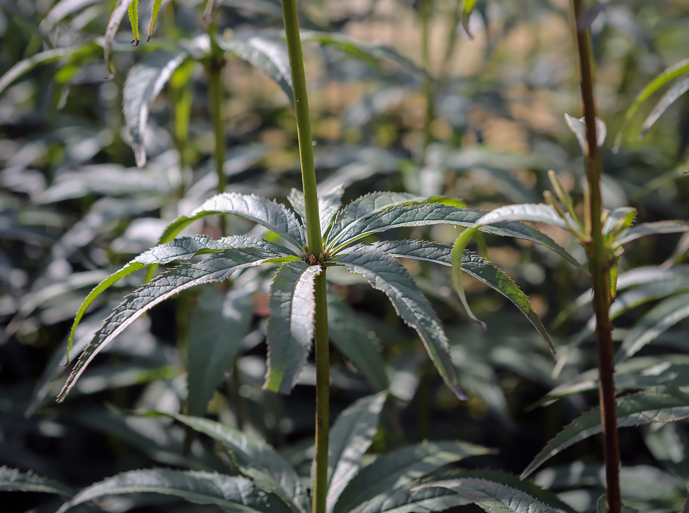 Изображение особи Veronicastrum sibiricum.