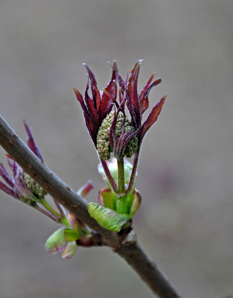 Изображение особи Sambucus racemosa.