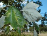 Populus alba. Листья. Республика Крым, Ленинский р-н, окр. с. Курортное, южная оконечность оз. Чокрак, возле источника пресной воды. Сентябрь 2020 г.