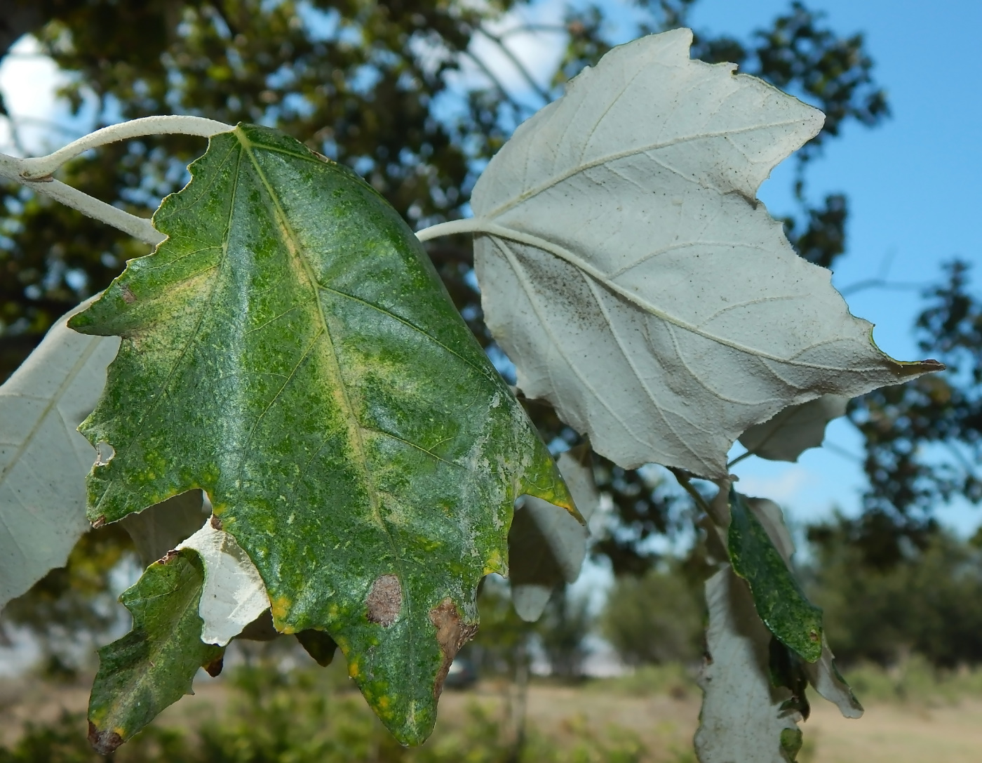 Image of Populus alba specimen.