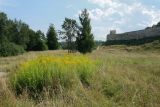 Solidago canadensis