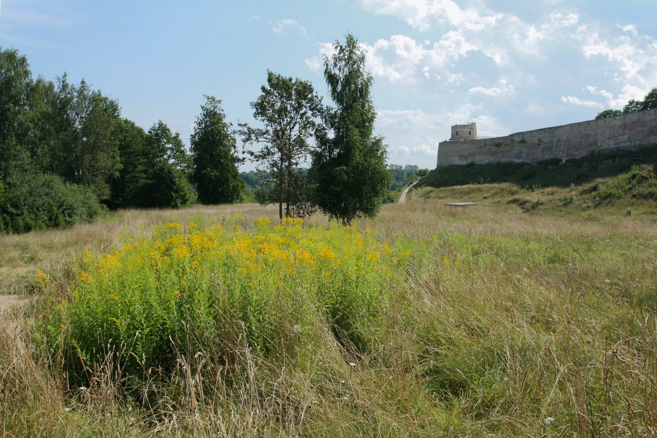 Image of Solidago canadensis specimen.