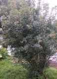 genus Lonicera