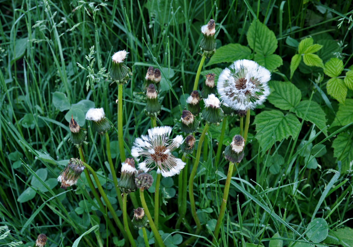 Изображение особи Taraxacum officinale.