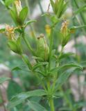 Hypericum orientale. Часть цветущего и плодоносящего растения с незрелым плодом. Кабардино-Балкария, Эльбрусский р-н, долина р. Ирик, ок. 2200 м н.у.м., субальпийский луг. 06.07.2020.