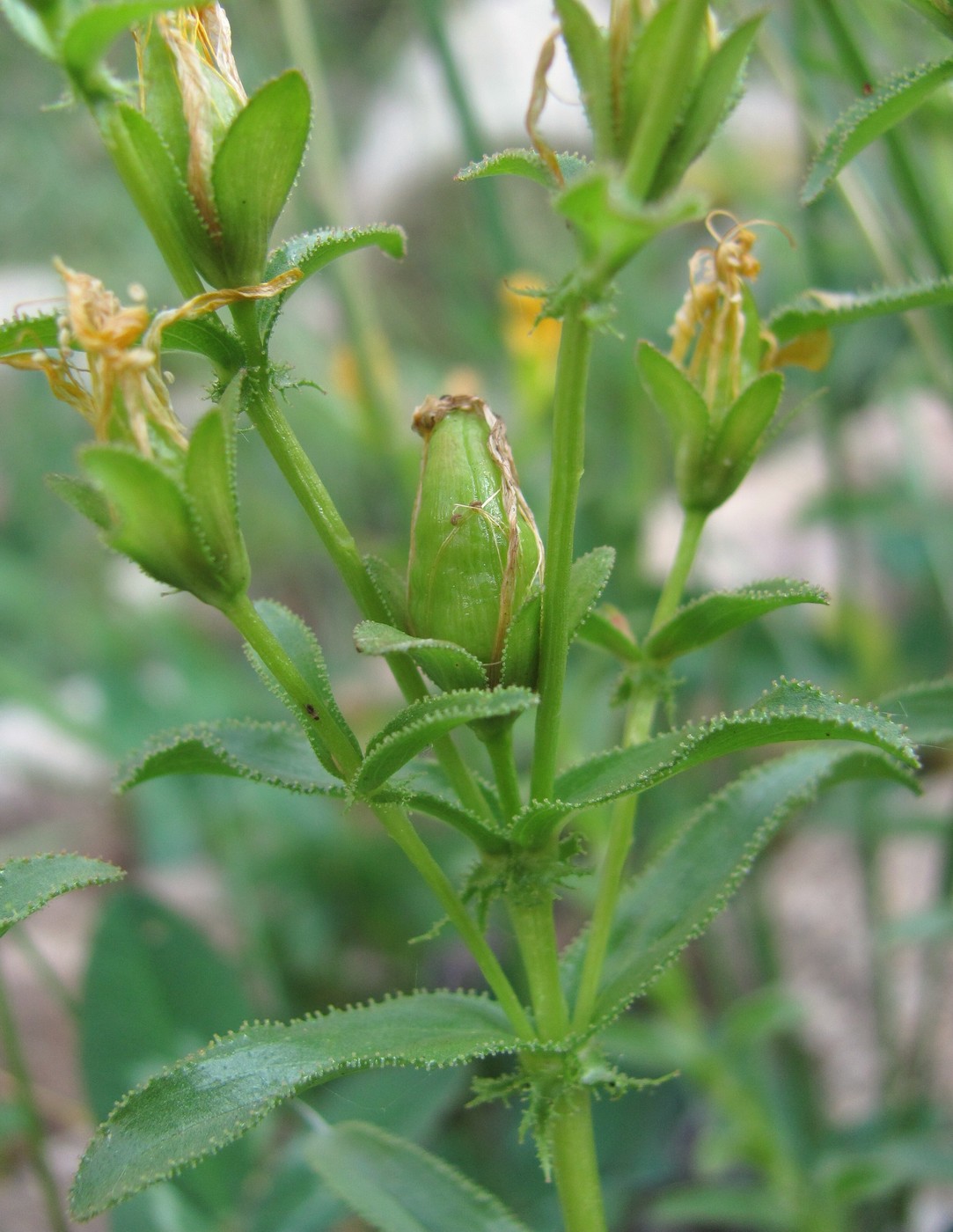 Image of Hypericum orientale specimen.