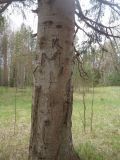 Abies sibirica. Ствол взрослого растения с повреждениями, сделанными вандалами. Тверская обл., Весьегонский р-н, ур. Пленница, край поляны. 18 июня 2020 г.