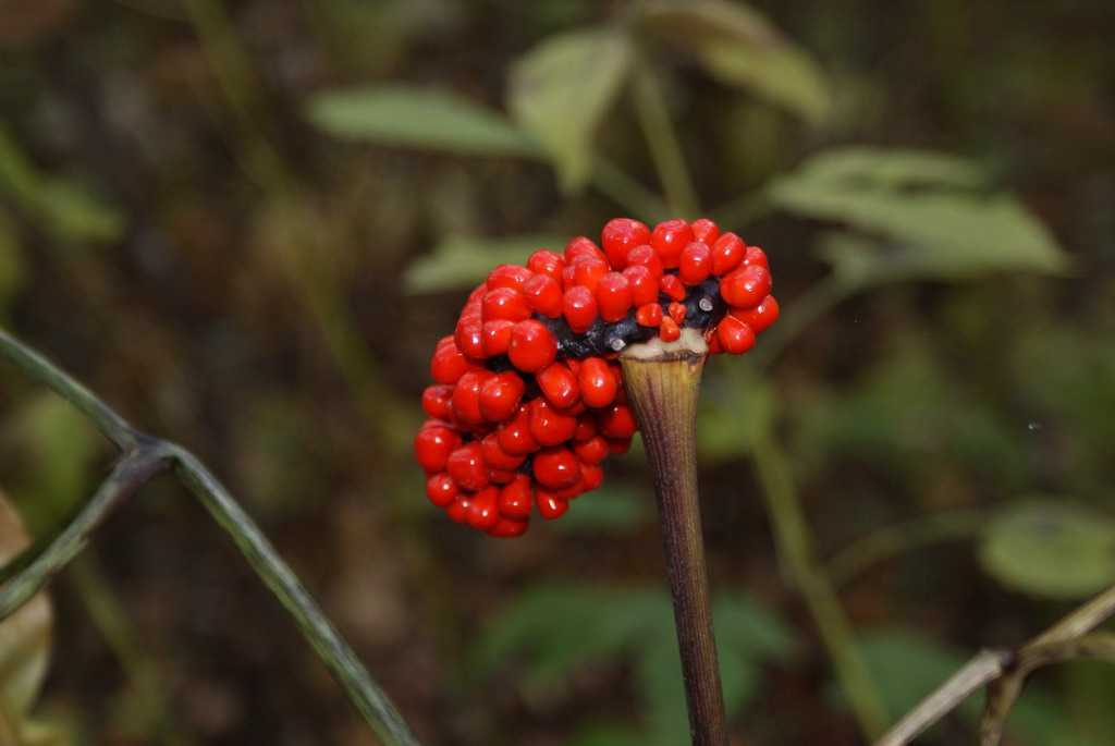 Изображение особи род Arisaema.