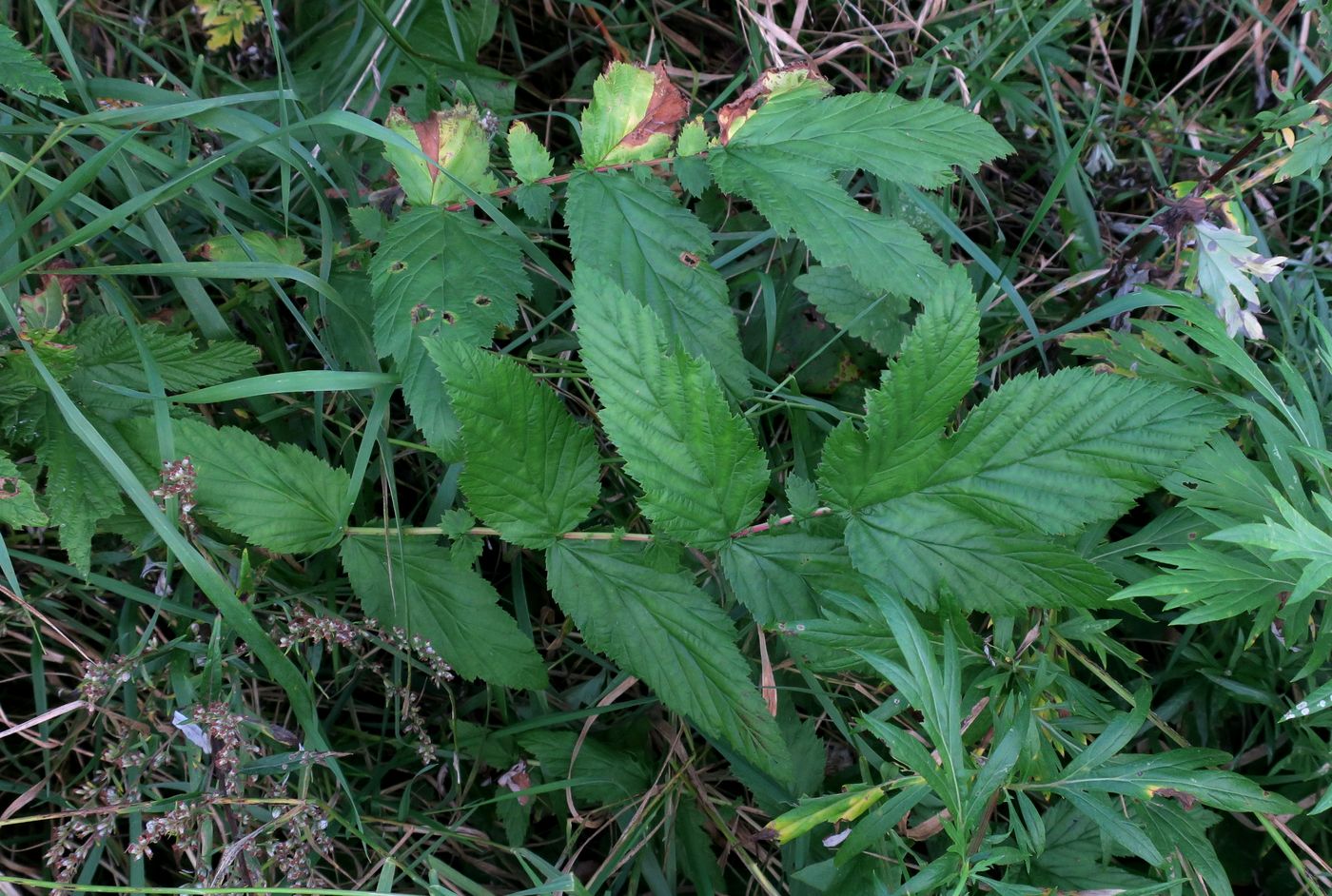 Image of Filipendula ulmaria specimen.