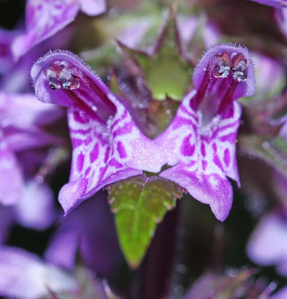 Изображение особи Stachys palustris.