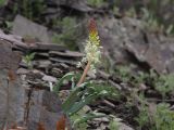 Eremurus lactiflorus