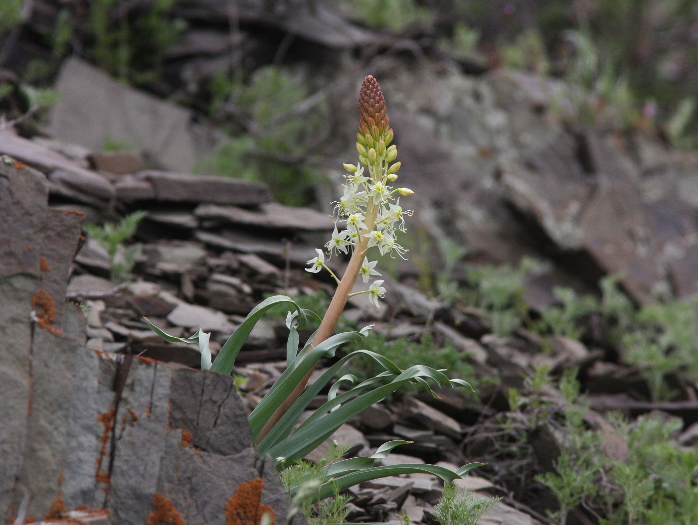 Image of Eremurus lactiflorus specimen.