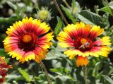 Gaillardia × grandiflora