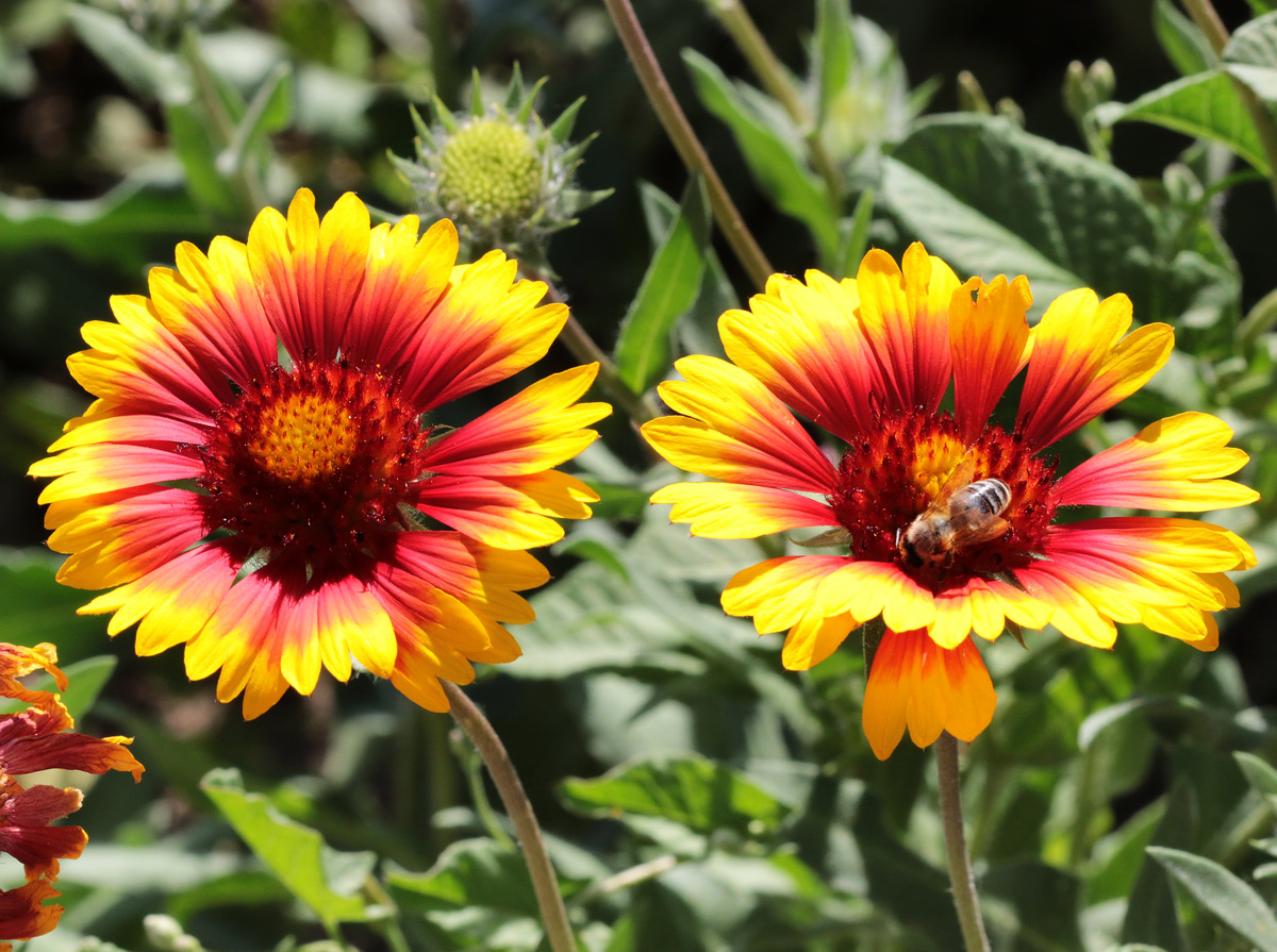 Image of Gaillardia × grandiflora specimen.