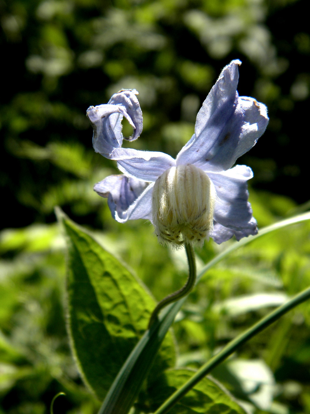 Image of Clematis integrifolia specimen.