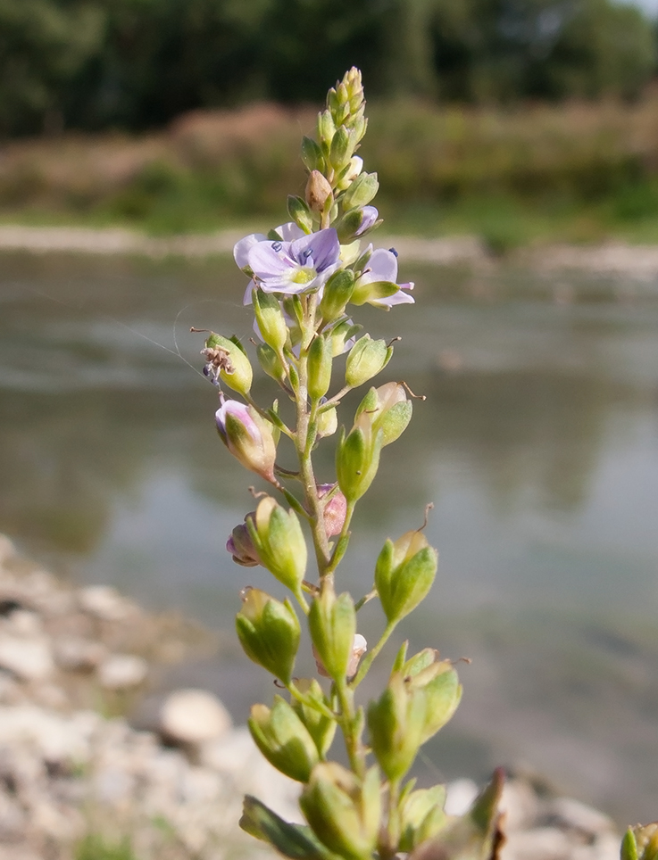 Image of Veronica anagallis-aquatica specimen.