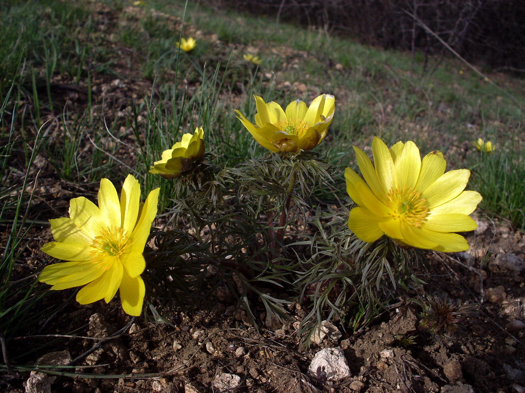 Image of Adonis volgensis specimen.