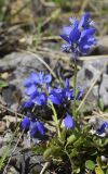 Polygala calcarea